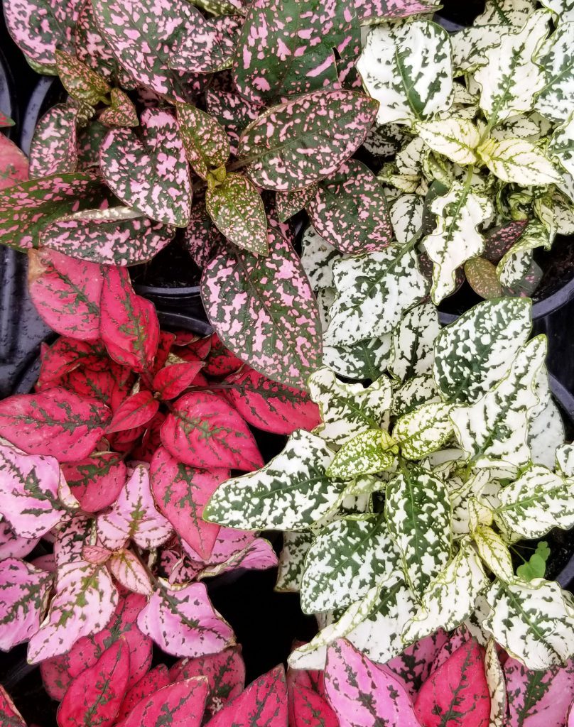 HYPOESTES 'Polka Dot' - Shore Acres Plant Farm