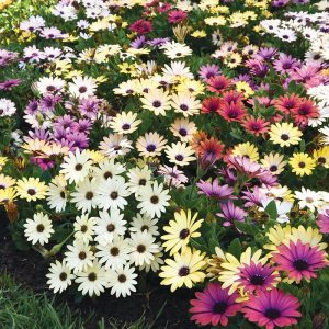 Osteospermum 'African Daisy'